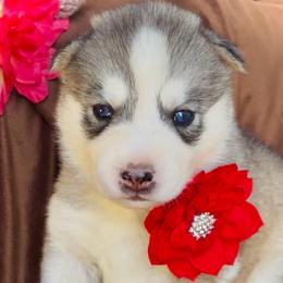 Maisy - Black tan and white female Siberian Husky puppy in Atlanta, Georgia from Lobban Huskies
