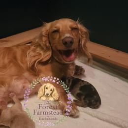 Dachshund Puppies from Forest Farmstead Dachshunds