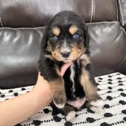 Lace - Black tri-color female Aussiedoodle puppy in Heber City, Utah from Junipersdoodles