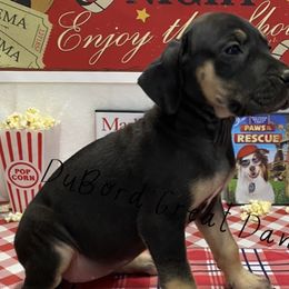 Octavia - Black Great Dane puppy in Brandon Township, Michigan from DuBord Great Danes