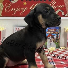 Octavia - Black Great Dane puppy in Brandon Township, Michigan from DuBord Great Danes