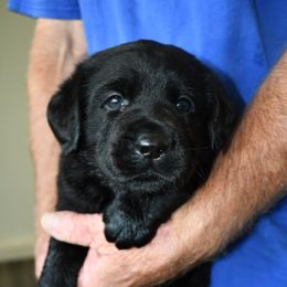 "Blue Boy" Labrador Retriever Puppies from Winterstrom Labradors