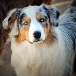 Sully - Australian Shepherd