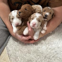Goldendoodle Puppies from Meadow Lark Doodles