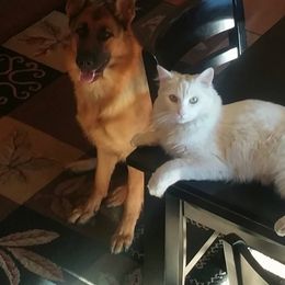 German Shepherd All Grown Up from Vom Harmon Haus German Shepherds