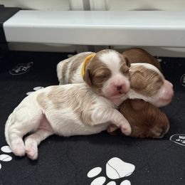 Cavapoo Puppies from Heritage Home Cavapoos