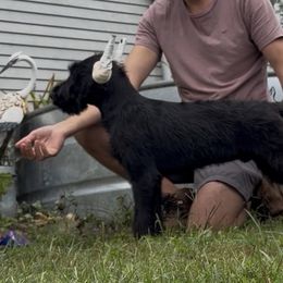 Vader - Black male Giant Schnauzer puppy in Bois D’arc, Missouri from Down Low Kennels