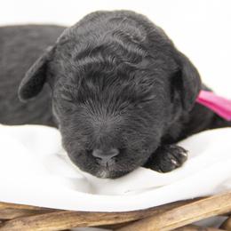 Sugar - Pink Collar - Black female Bernedoodle puppy in Lehi, Utah from Our Little Farm Life Doodles