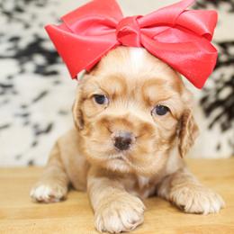 Cali - Red female Cocker Spaniel puppy in Rattan, Oklahoma from Double M Cocker Spaniels