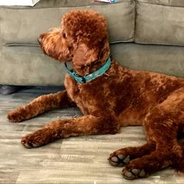 Ruby - Goldendoodle