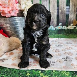 Elmer - Tri-color male Cavapoo puppy in Lebanon, Missouri from Leerose Puppies