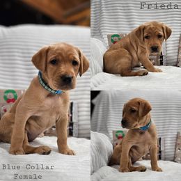 Frieda - Yellow female Labrador Retriever puppy in Boyd, Minnesota from Lindley Labradors