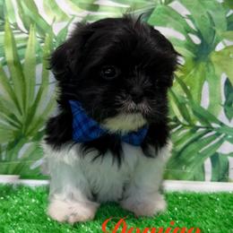 Domino - Black and white male Shih Tzu puppy in Hemet, California from Aloha Shih Tzu