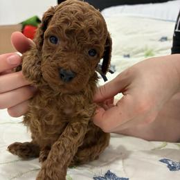 Girl 3 - Red  female Poodle puppy in Miami, Florida from Sakura Poodles
