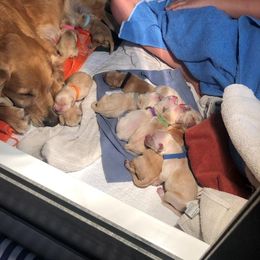 Golden Retriever Puppies from Jessica Hagstette