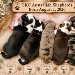 Australian Shepherd puppies from AEW Farm