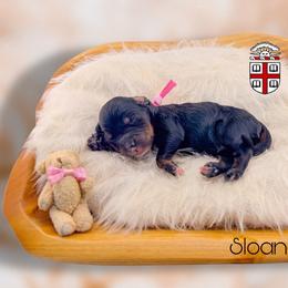 Sloane - Black tri-color female Aussiedoodle puppy in Chattanooga, Tennessee from Remedy Ranch Aussiedoodles