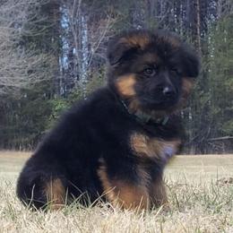 Wesley - Green Collar - Black and red male German Shepherd puppy in Charlotte, North Carolina from Zuflucht K9s
