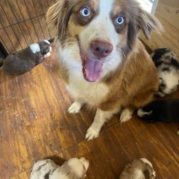 Starr - Miniature Australian Shepherd