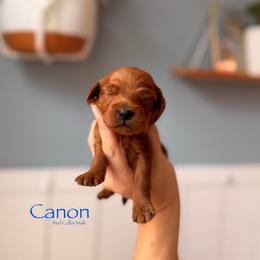 Canon - Red  male Goldendoodle puppy in Las Vegas, Nevada from Dose of Doodles