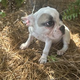 French Bulldog Puppies from Southern Mississippi Frenchies