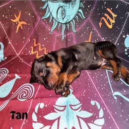 Tan - Black and rust male Doberman Pinscher puppy in Louisville, Kentucky from Ruiz Dobermans