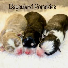 Boy 1 - Lavender male Pomsky puppy in Denham Springs, Louisiana from Bayouland Pomskies