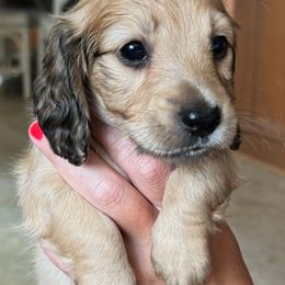 Charlie - Cream male Dachshund puppy in Kinston, North Carolina from Crème of the Crop Dachshunds