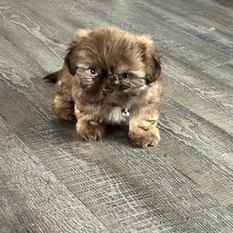Zora - Chocolate female Shih Tzu puppy in Denton, Maryland from Little Lions the Shih Tzu Kingdom
