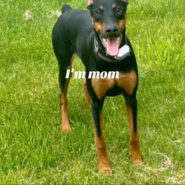 Gucci - Doberman Pinscher