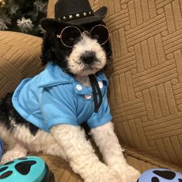 Toby - Parti male Poodle puppy in Mobile, Alabama from Semmy’s Standard Poodle LLC