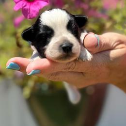 Cooper - Grey Boy - Parti male Miniature Schnauzer puppy in Oneonta, Alabama from Murphree Valley Kennels