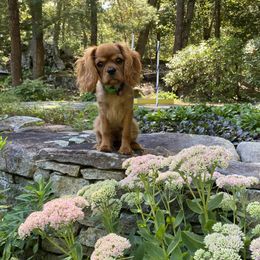Cavalier King Charles Spaniel Puppies from Reynolds Farms Cavaliers