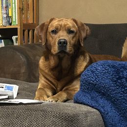 Chance - Labrador Retriever