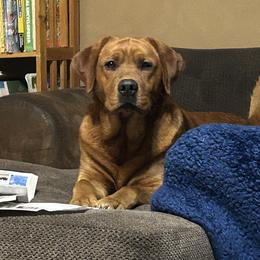 Chance - Labrador Retriever