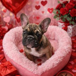 Prancer - Brindle and white female French Bulldog puppy in Greenville, Texas from Big Bullies N Texas
