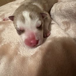 Blitzen - Siberian Husky puppy from Feazell’s Siberian Huskies
