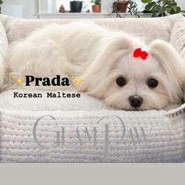 Prada - Maltese