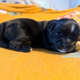 Brad - Black male Shih Tzu puppy in Hemet, California from Aloha Shih Tzu