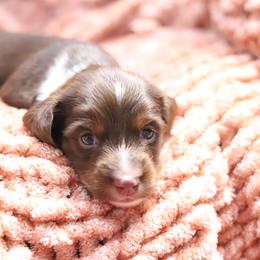 Rocco - Chocolate male Dachshund puppy in Eaton, Ohio from Miniature Alphas Dachshunds