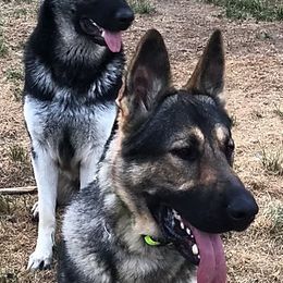 German Shepherds from Haus Des Bergschatten