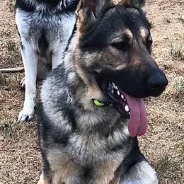 German Shepherds from Haus Des Bergschatten