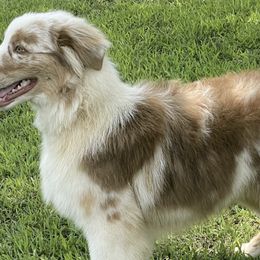 Australian Shepherds from Cheryl Frutchey