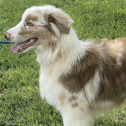 Australian Shepherds from Cheryl Frutchey