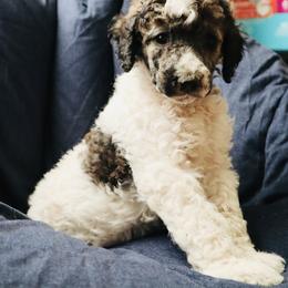 Pico - Poodle puppy in Grant County, Indiana from Massey Creek Kennels