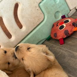 Thing-Grey - Golden male Golden Retriever puppy in Squaw Valley, California from Bear Mountain