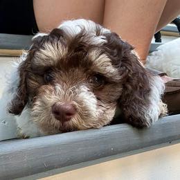 Link - Tri-color male Bernedoodle puppy in Fayetteville, Arkansas from Huckleberry Bernedoodles