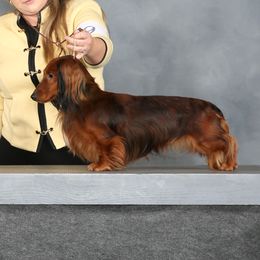 Owen  - Dachshund
