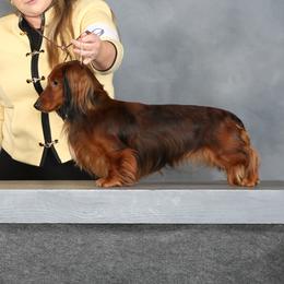 Owen  - Dachshund