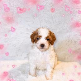 Snow - Parti female Goldendoodle puppy in Kissimmee, Florida from Poodle Doodle Kennels